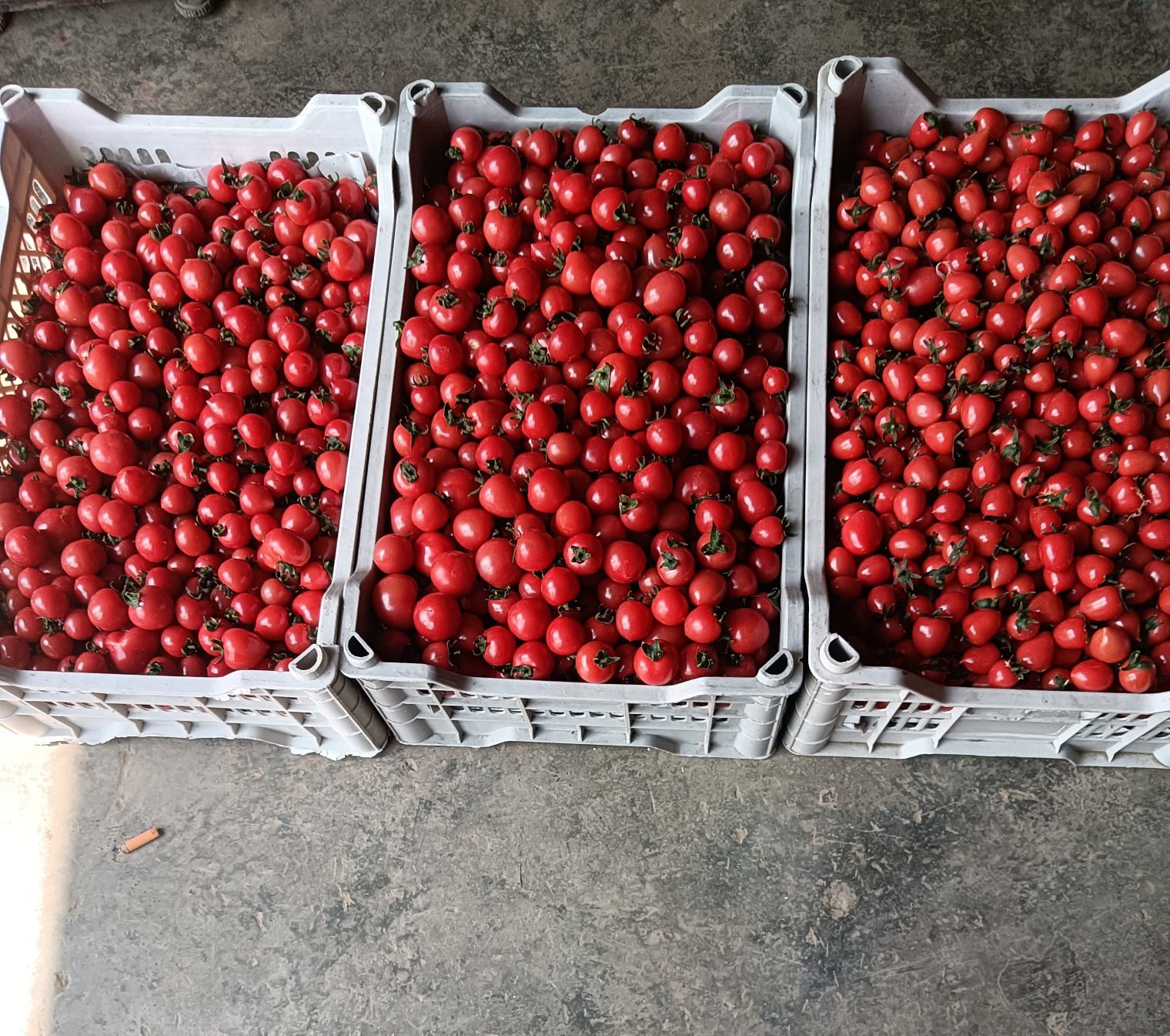 晋中普罗旺斯西红柿包装与溯源码展示