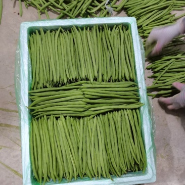 云南四季豆精品四季豆精品四季豆