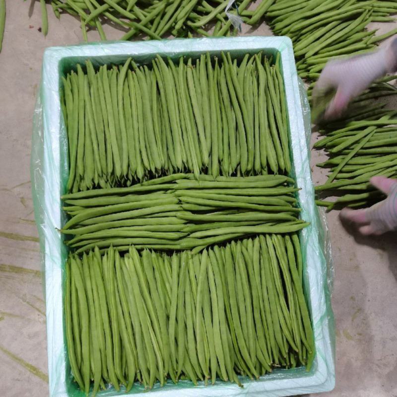 云南四季豆精品四季豆精品四季豆