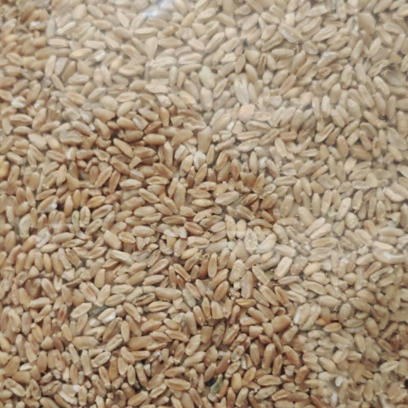 浮小麦，无硫无沫货干，一手货源，保质保量，批发各种中药材