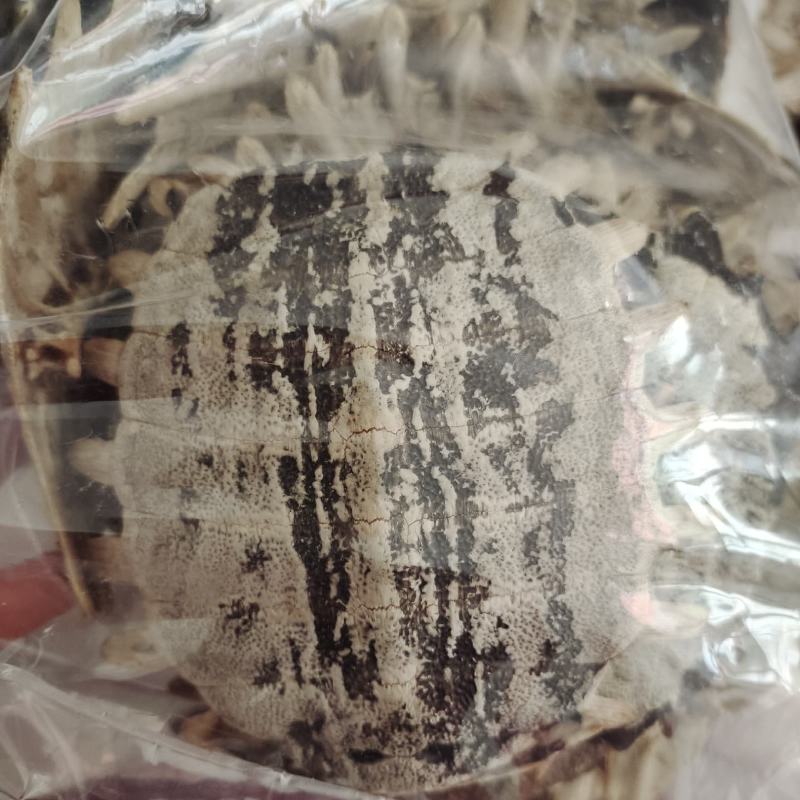 鳖甲，生鳖甲，一手货源，一件代发，批发各种中药材