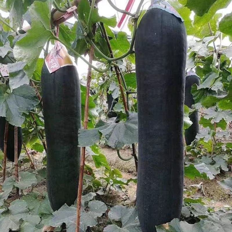 《推荐》江苏吊冬瓜节瓜江苏黑皮冬瓜炮弹冬瓜