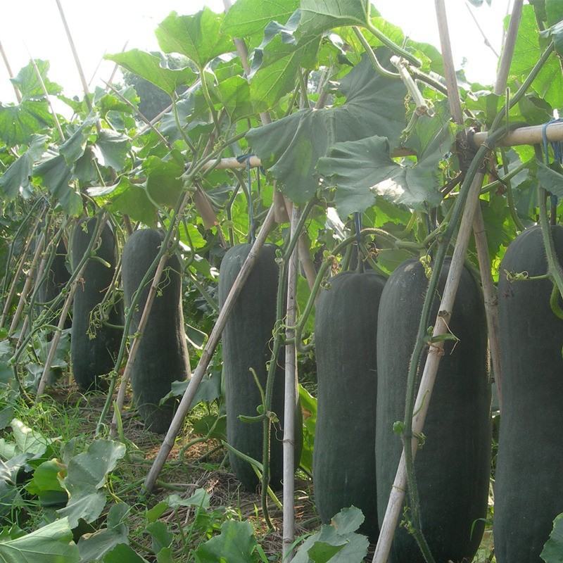 《推荐》江苏吊冬瓜节瓜江苏黑皮冬瓜炮弹冬瓜