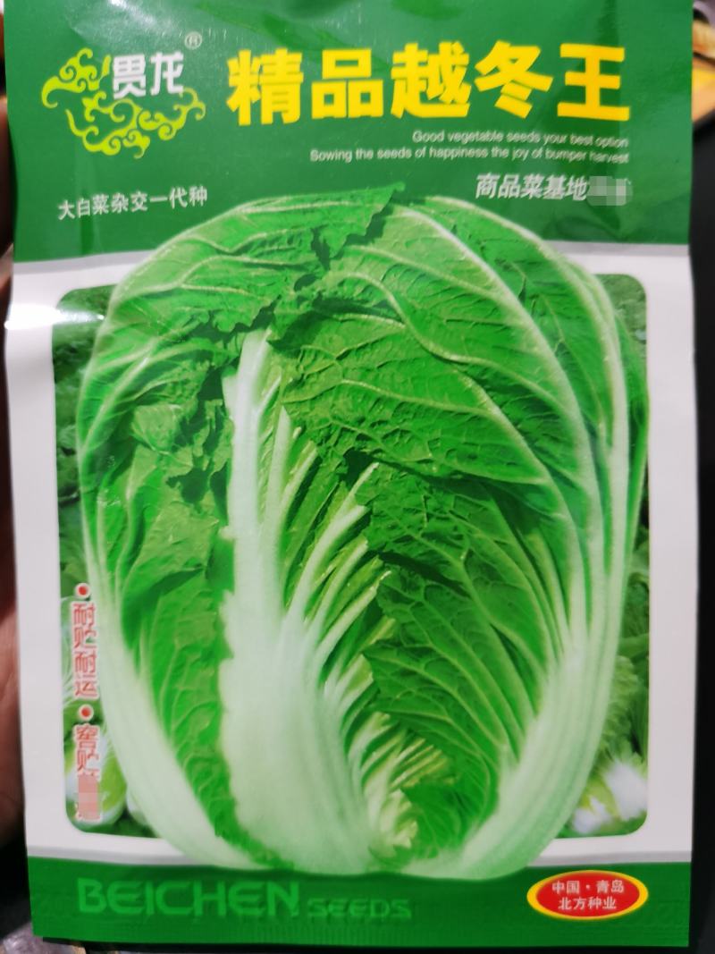 改良青杂三号50g/桶精品大白菜品种