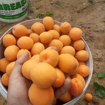 金太阳杏罐头果蒲