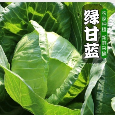 精品甘蓝圆包菜支持视频看货保质保量打款发货