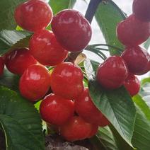 铜川大樱桃，货量质量稳定，红灯，布鲁克斯，撒弥陀，美早