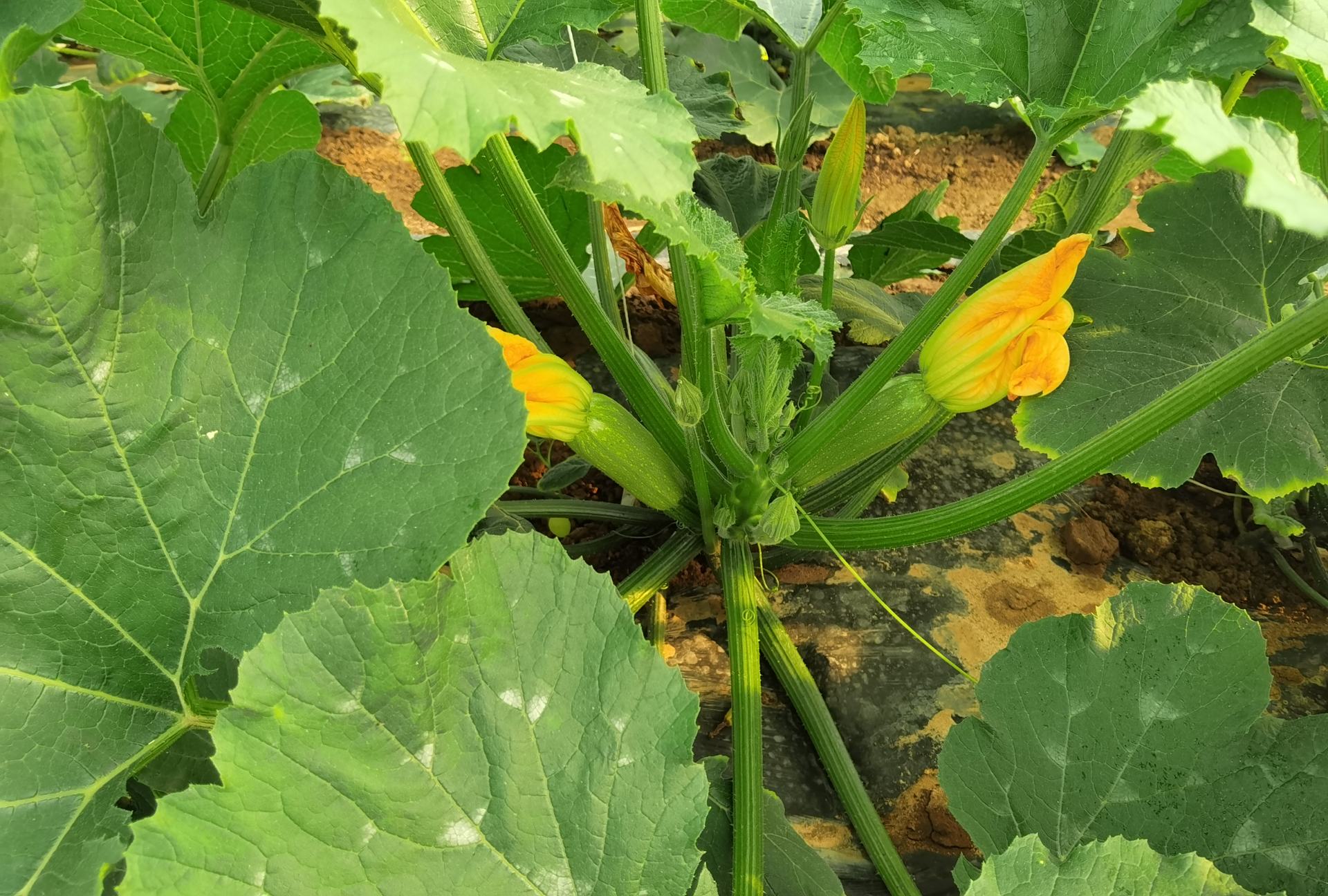 图示西瓜虫从卵、幼虫到成虫的完整生命周期形态 西瓜虫不同发育阶段形态