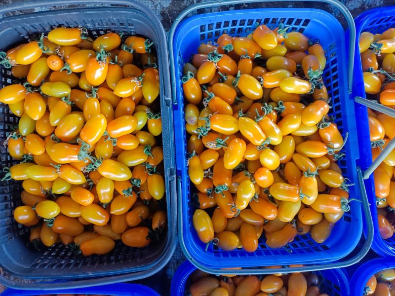多品种樱桃小番茄青霞66品种颜色齐全