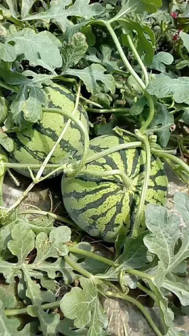 盐城美都麒麟西瓜4K嘉年华大量上市全国代发