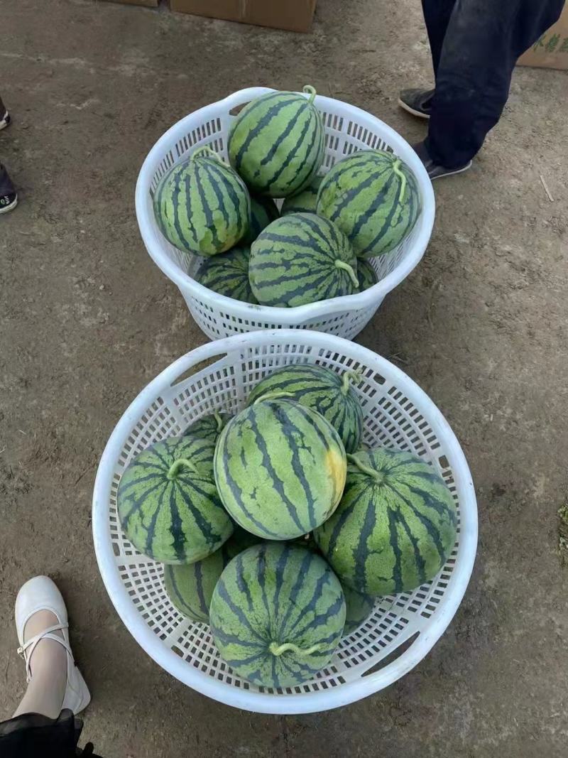 【无籽西瓜】热销产地直发规格齐全品种丰富全国代办无中间商