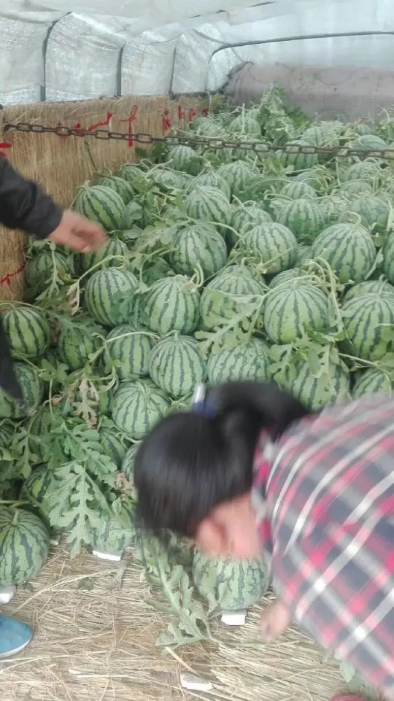 【无籽西瓜】热销产地直发规格齐全品种丰富全国代办无中间商