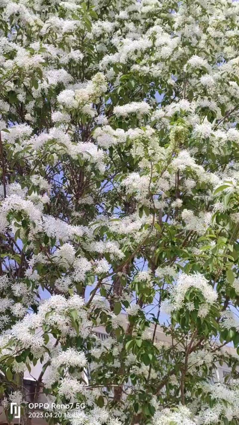 精品山东流苏树，小苗工程苗，基地货源，种类齐全，欢迎来电