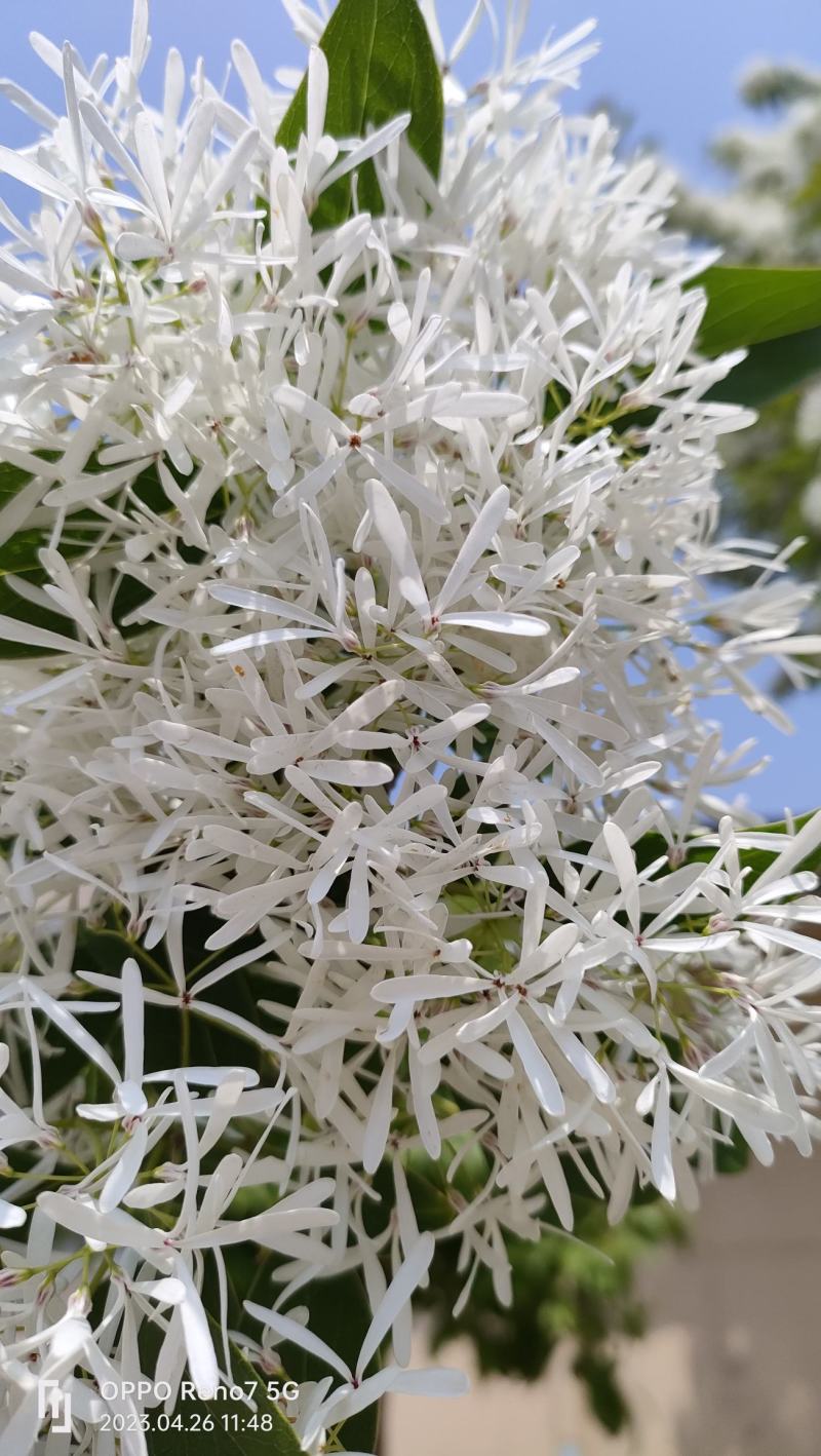 精品山东流苏树，小苗工程苗，基地货源，种类齐全，欢迎来电