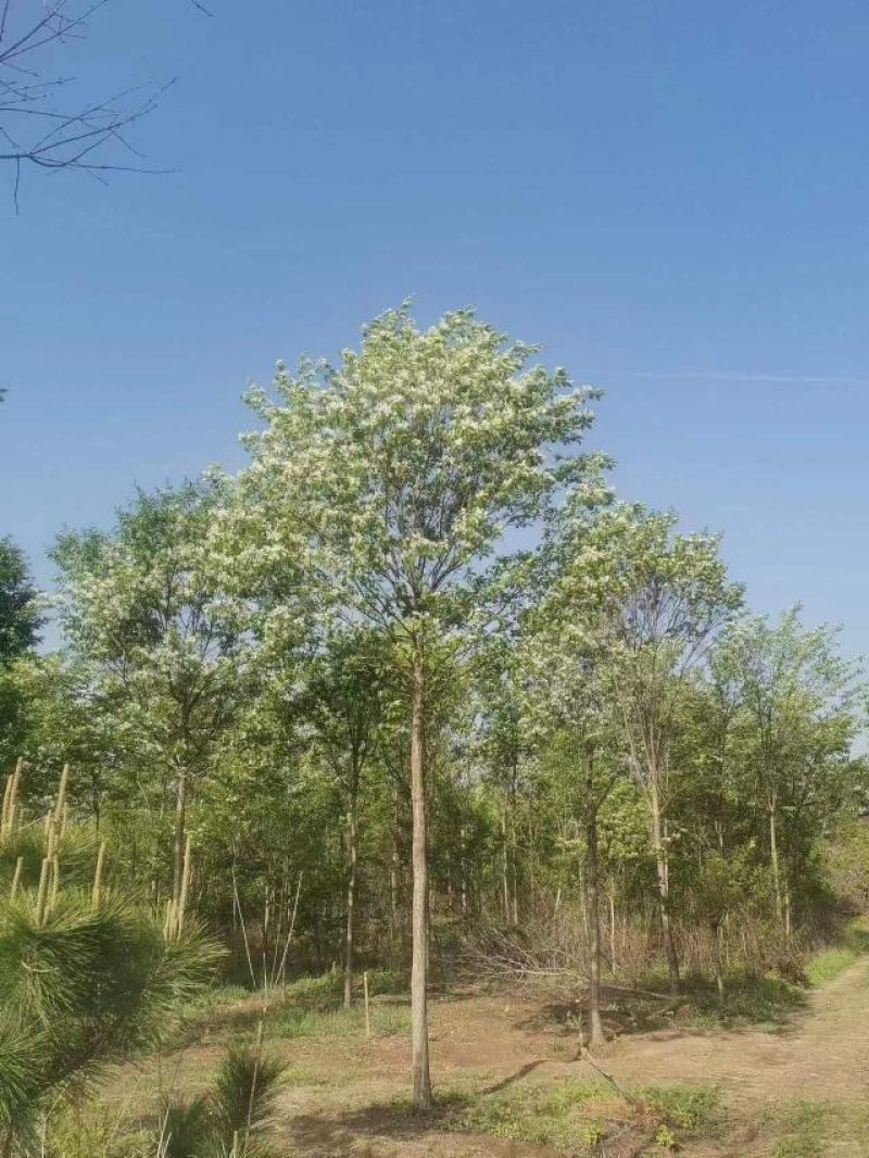 精品山东流苏树，小苗工程苗，基地货源，种类齐全，欢迎来电