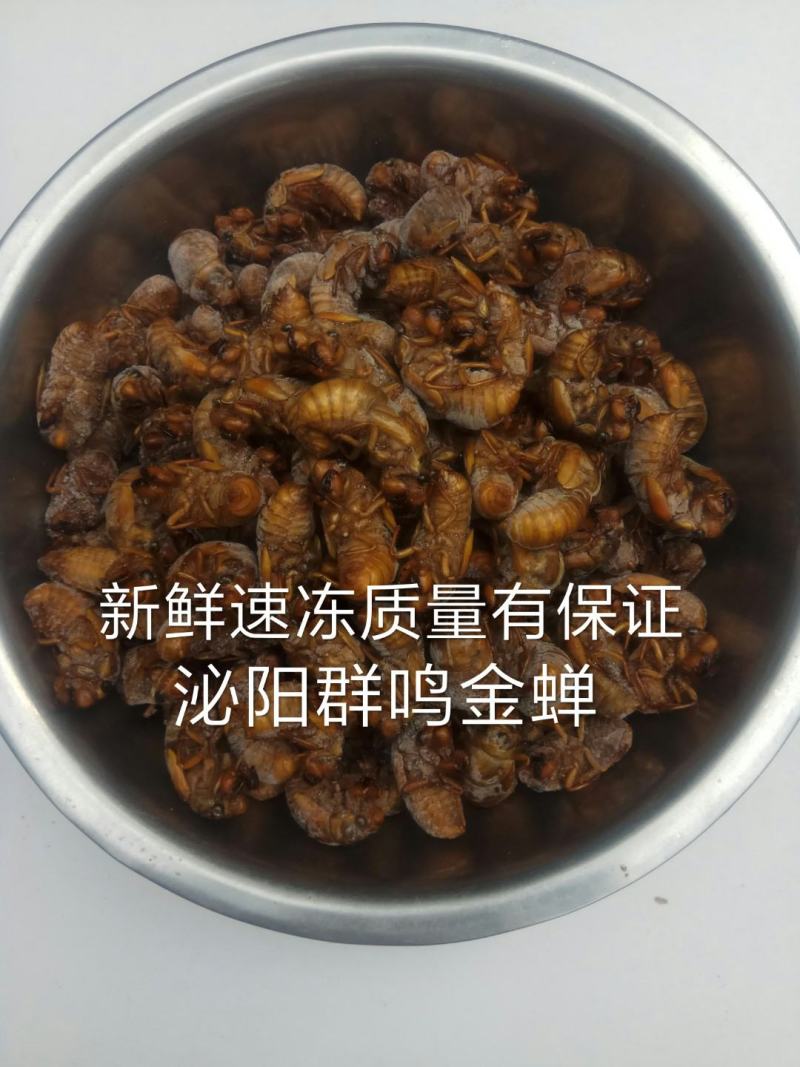 群鸣金蝉知了猴爬叉唐僧肉新鲜速冻精装礼箱60只*4瓶/箱