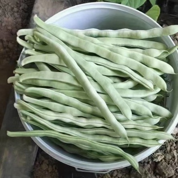 大寨乡，白豆角大量上市中，袁光辉蔬菜交易服务站欢迎您