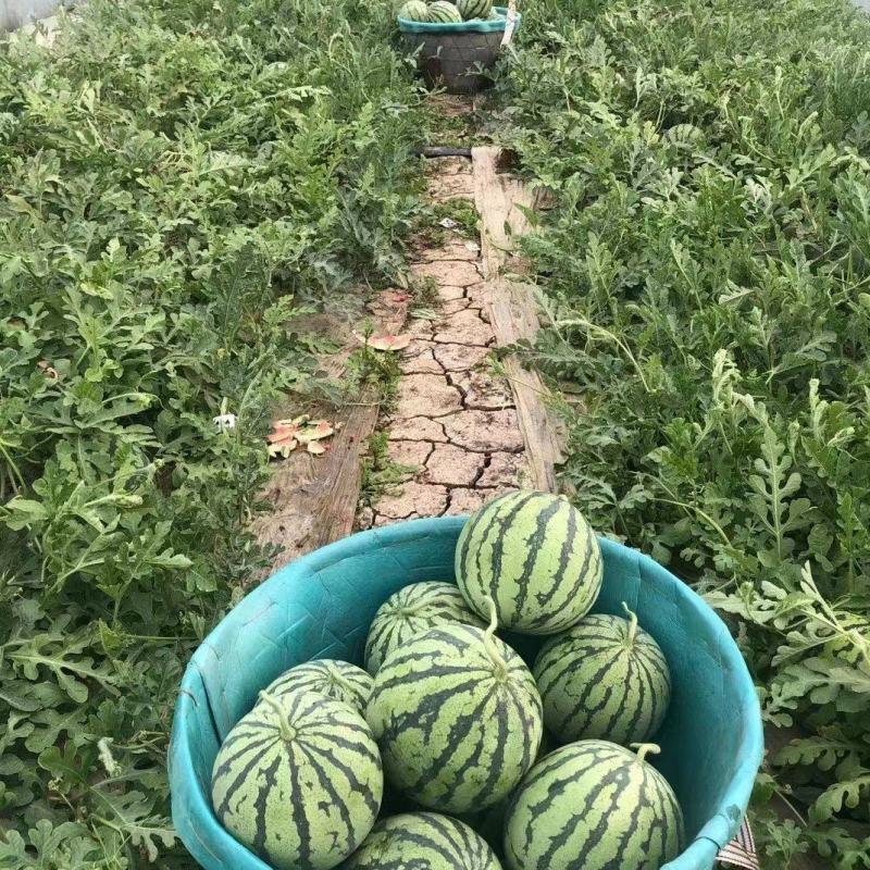 精品无籽美都现摘现发，包熟包甜