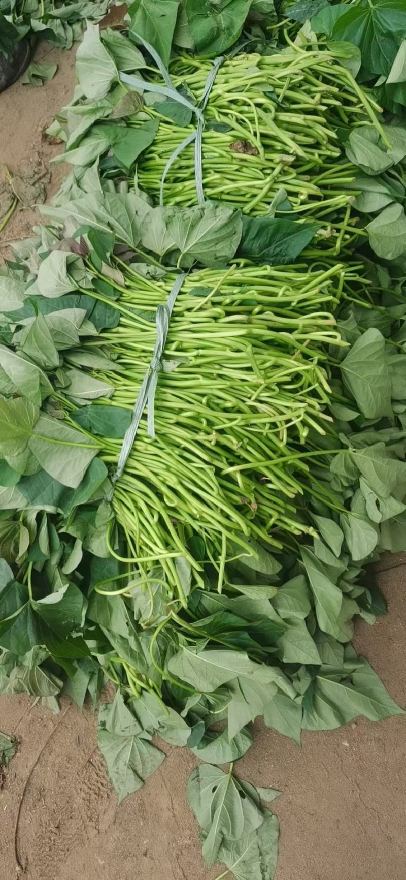 西瓜红，优质脱毒红薯苗