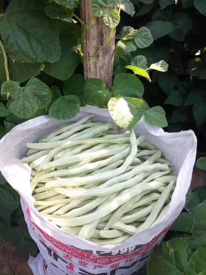 大寨乡，白豆角大量上市中，袁光辉蔬菜交易服务站欢迎您