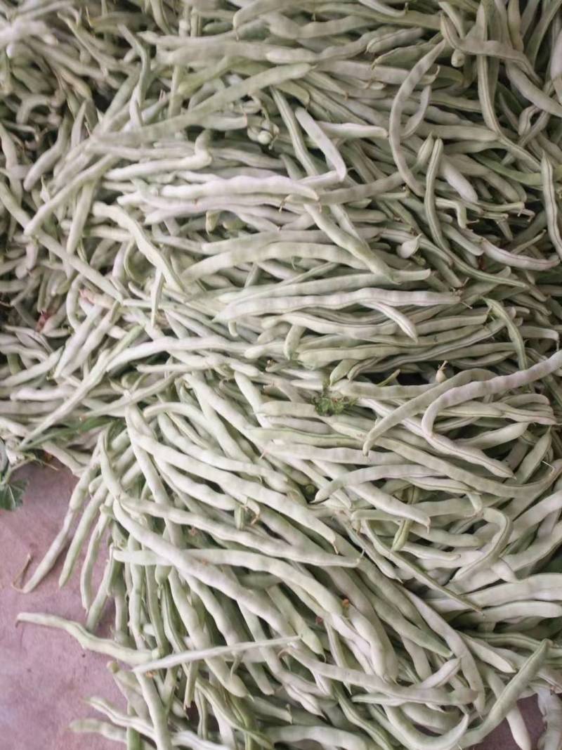 大寨乡，白豆角大量上市中，袁光辉蔬菜交易服务站欢迎您