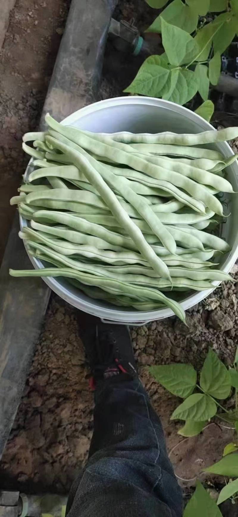 大寨乡，白豆角大量上市中，袁光辉蔬菜交易服务站欢迎您