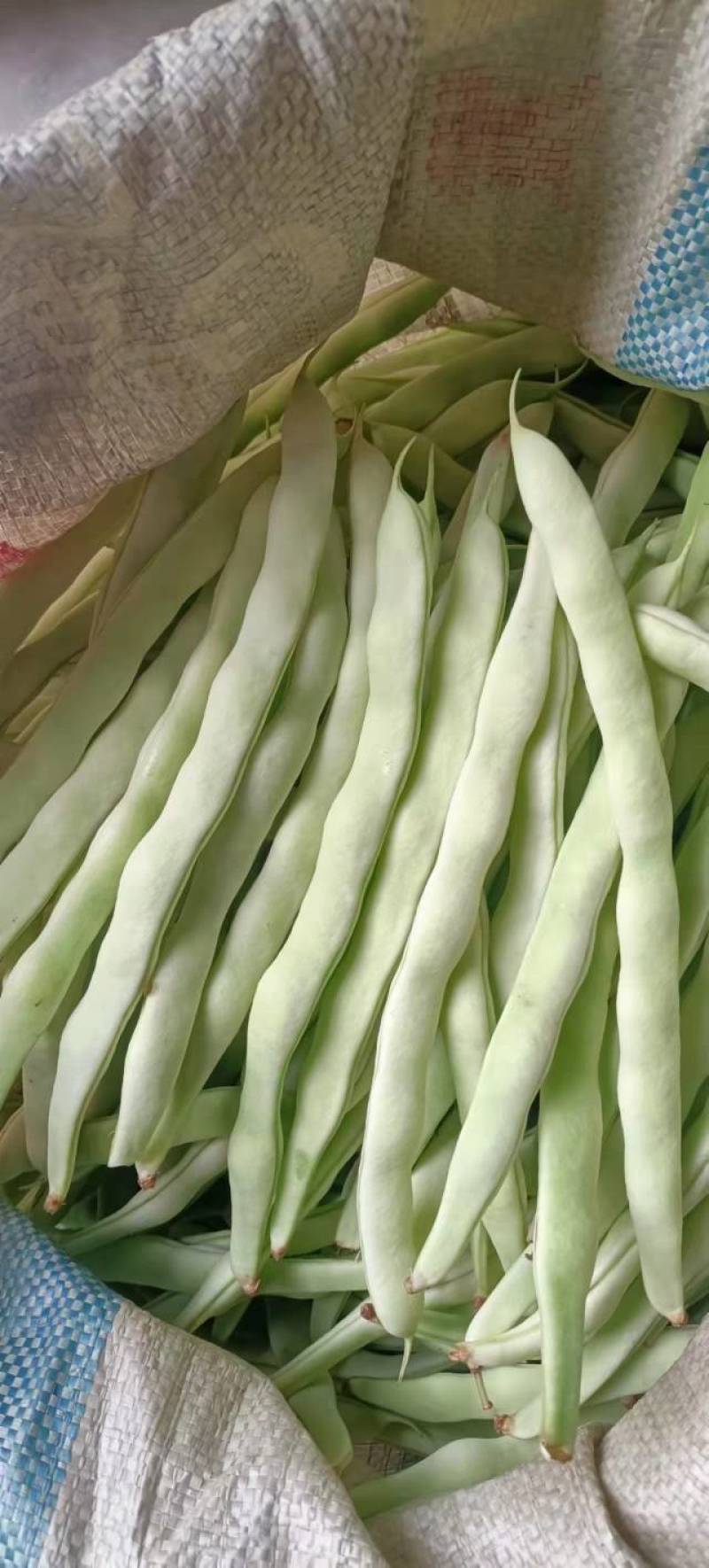 大寨乡，白豆角大量上市中，袁光辉蔬菜交易服务站欢迎您