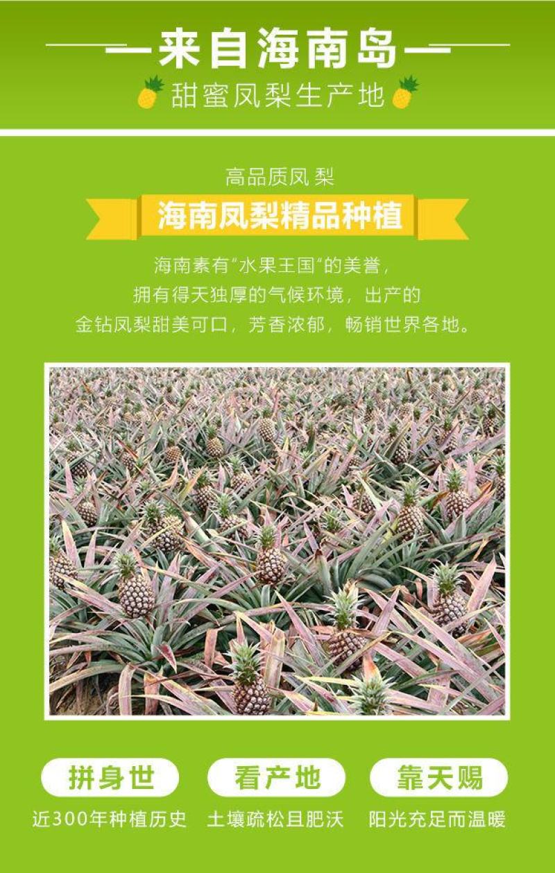 海南金钻凤梨新鲜当季水果正宗大菠萝手撕无眼波萝整箱大果包