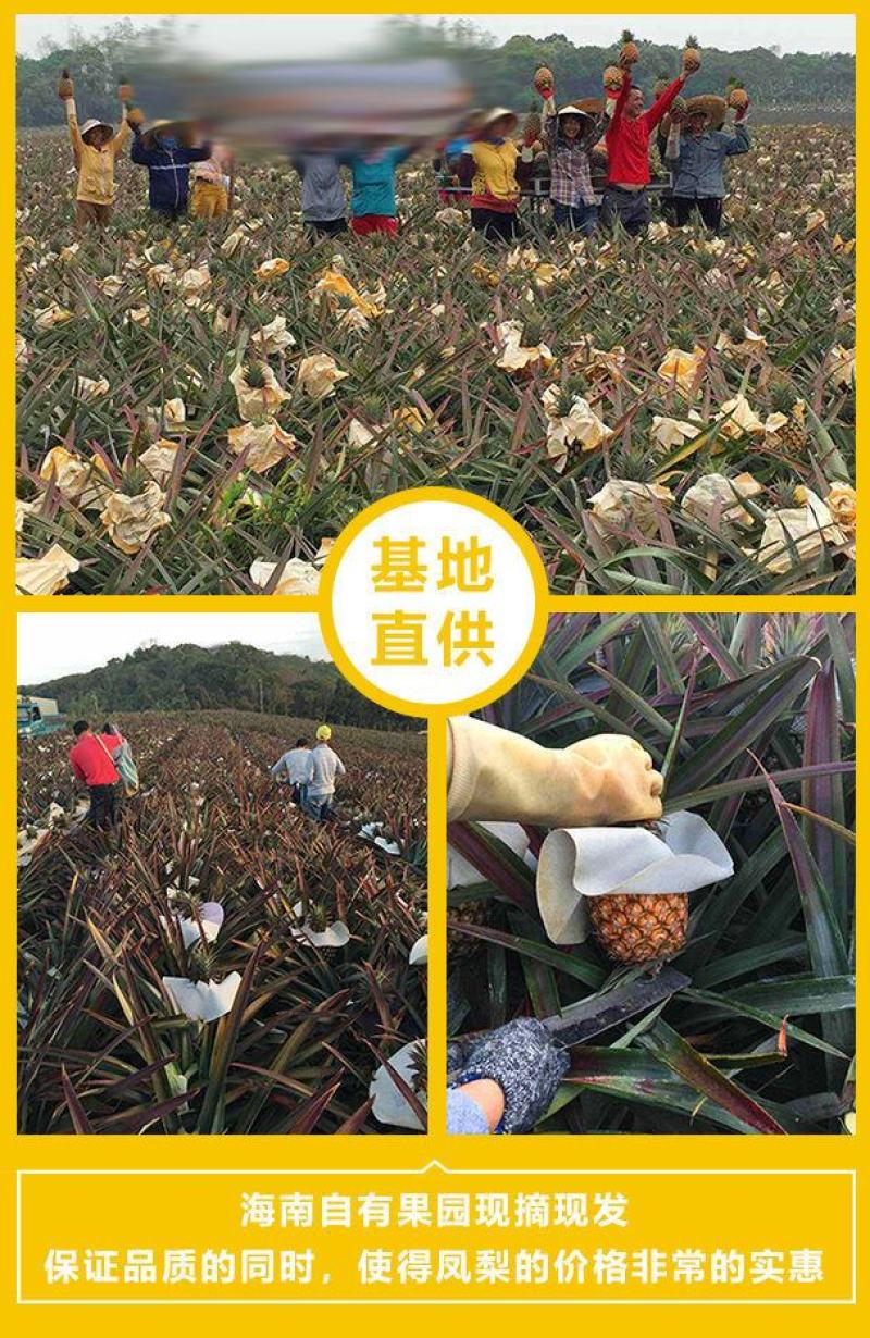 海南金钻凤梨新鲜当季水果正宗大菠萝手撕无眼波萝整箱大果包