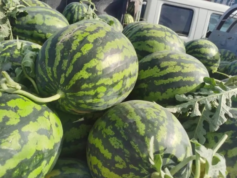 热销中陕西西瓜甜王西瓜大量上市中质量三包