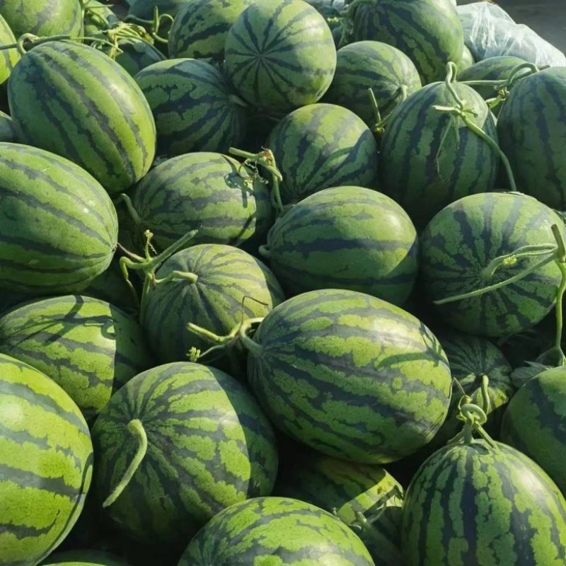 热销中陕西西瓜甜王西瓜大量上市中质量三包
