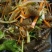 鱼皮原料捞汁食材凉拌小菜