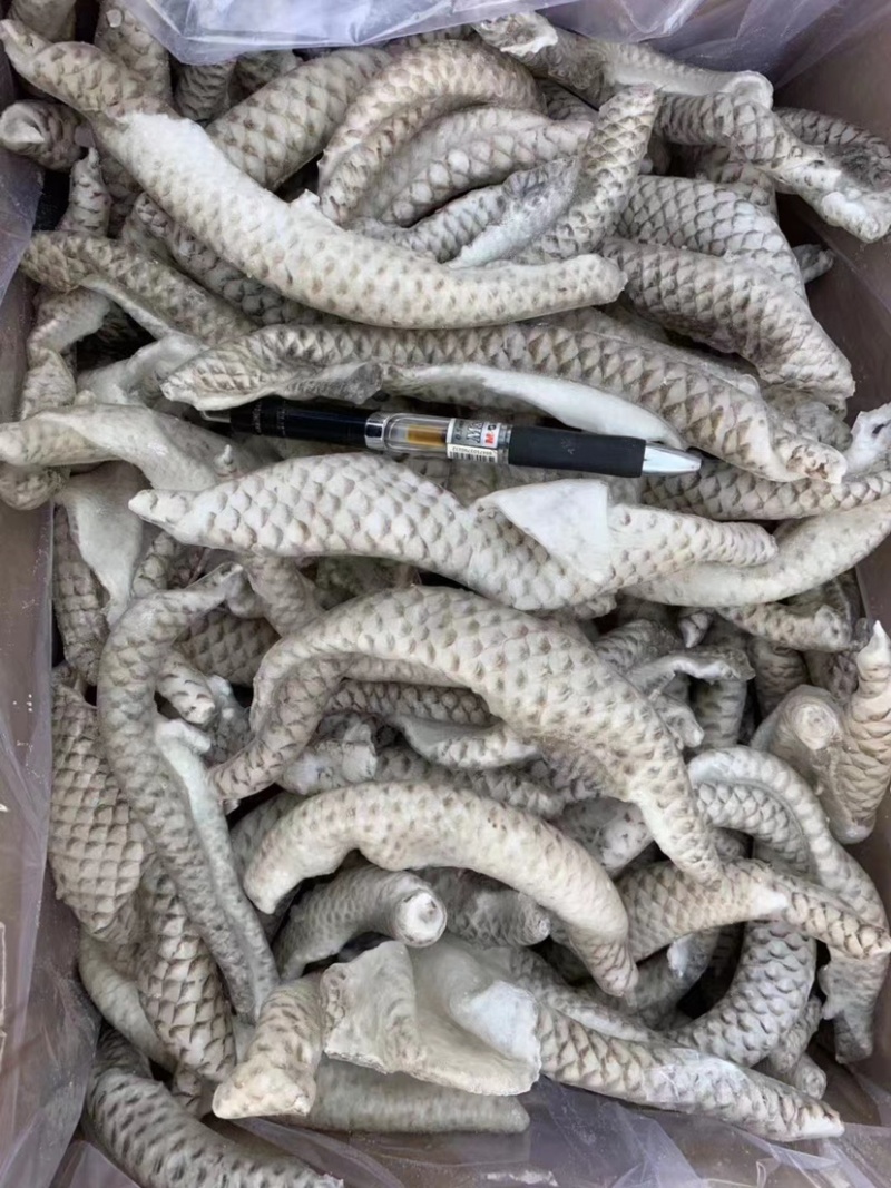 鱼皮原料捞汁食材凉拌小菜