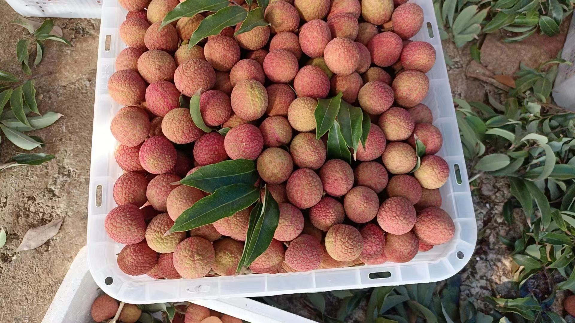 红罂深加工产品展示图