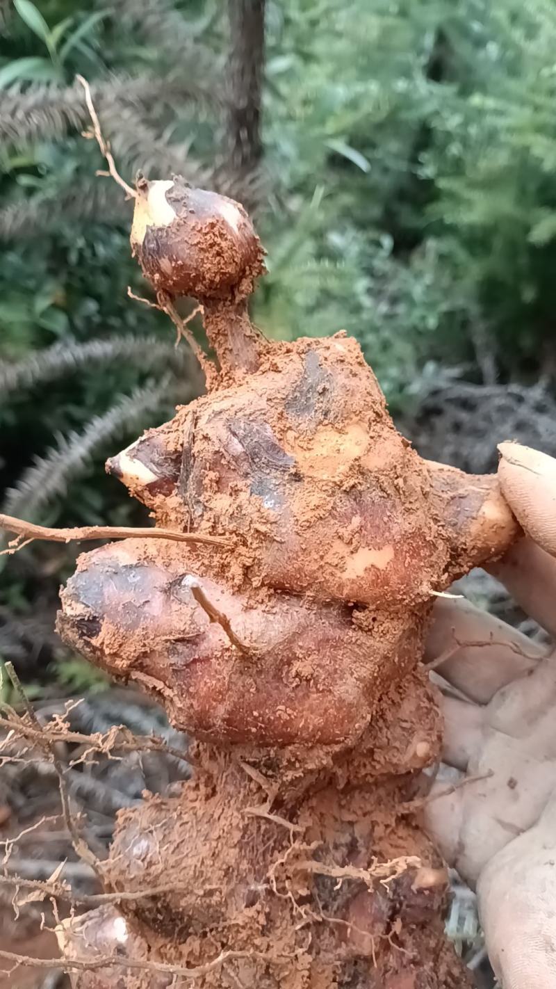 野生新鲜白肉土茯苓