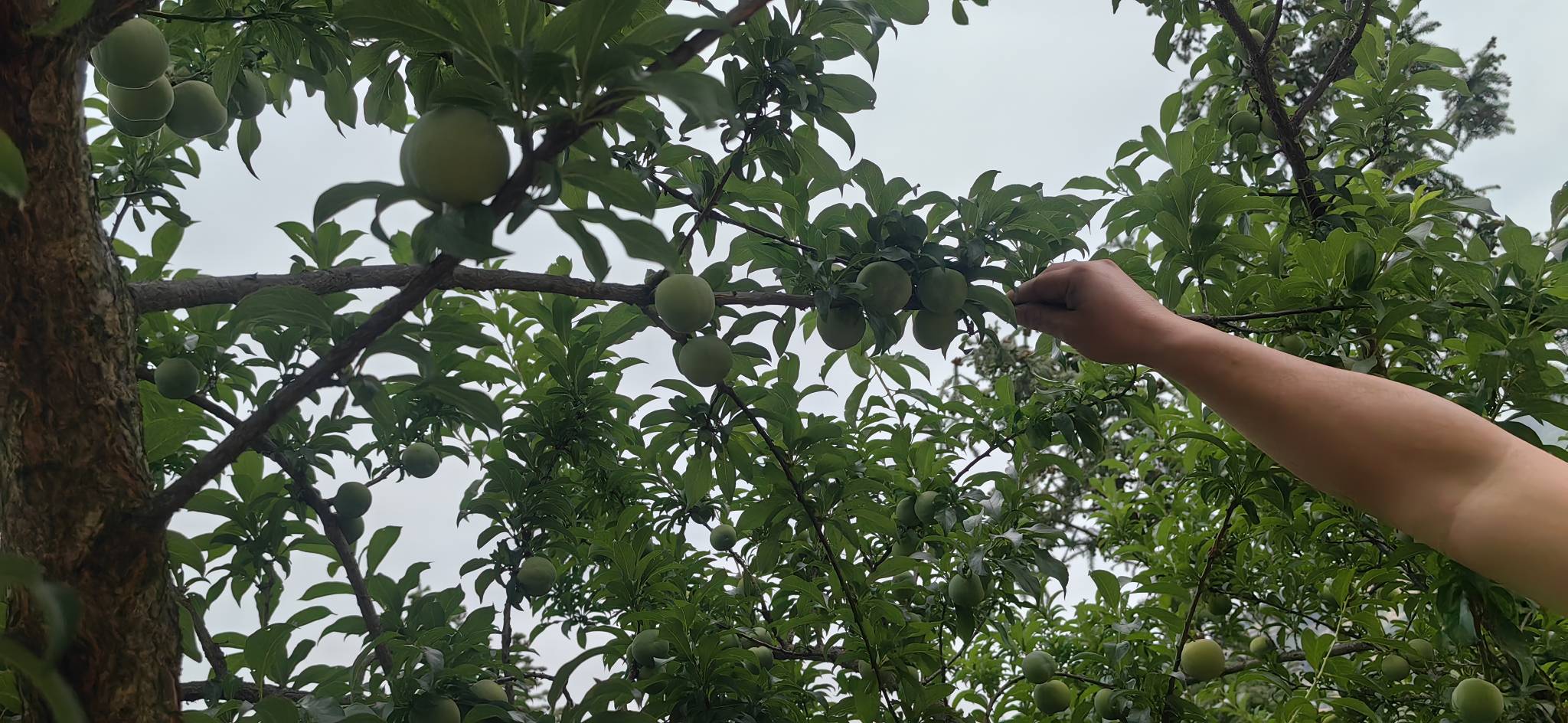信息图表形式展示四月李完整产业链:左侧为‘育苗-种植-管理’生产环节,中部为‘分级包装-冷链运输’流通环节,右侧分为‘鲜果销售’‘果干加工’‘果醋酿造’‘采摘体验’四大终端方向,箭头连接各节点,配有简笔人物、货车、超市、工厂等图标 四月李产业链示意图