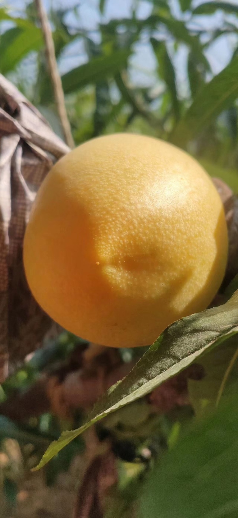 辽宁早油四好大黄桃