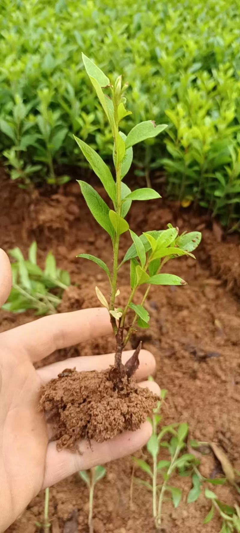 【热卖】桂林万亩基地苗木毛杜鹃芽苗大量供应可视频看货