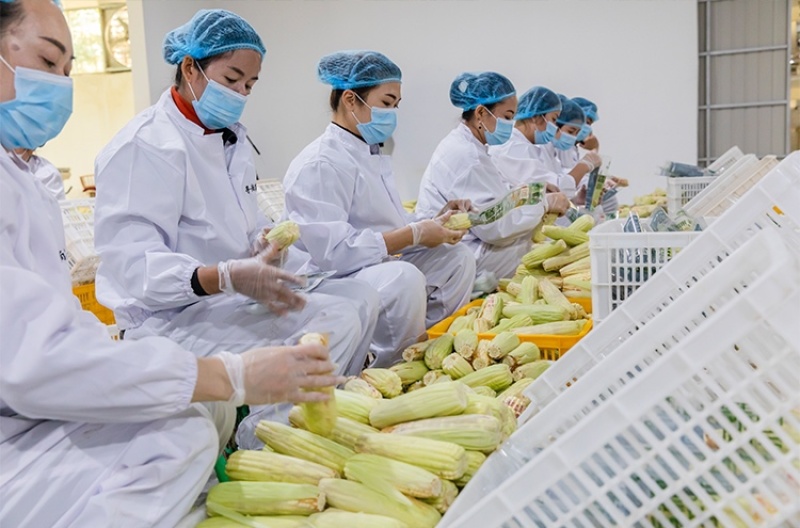 西双版纳花糯小玉米，基地发货，接一件代发团购单