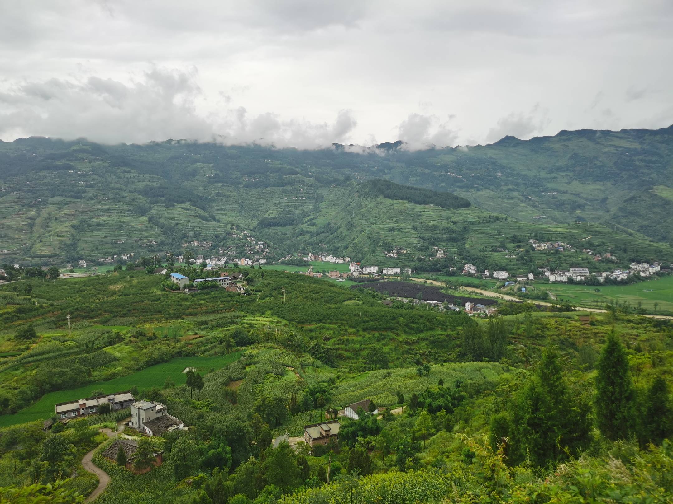 蜂糖李果园种植场景
