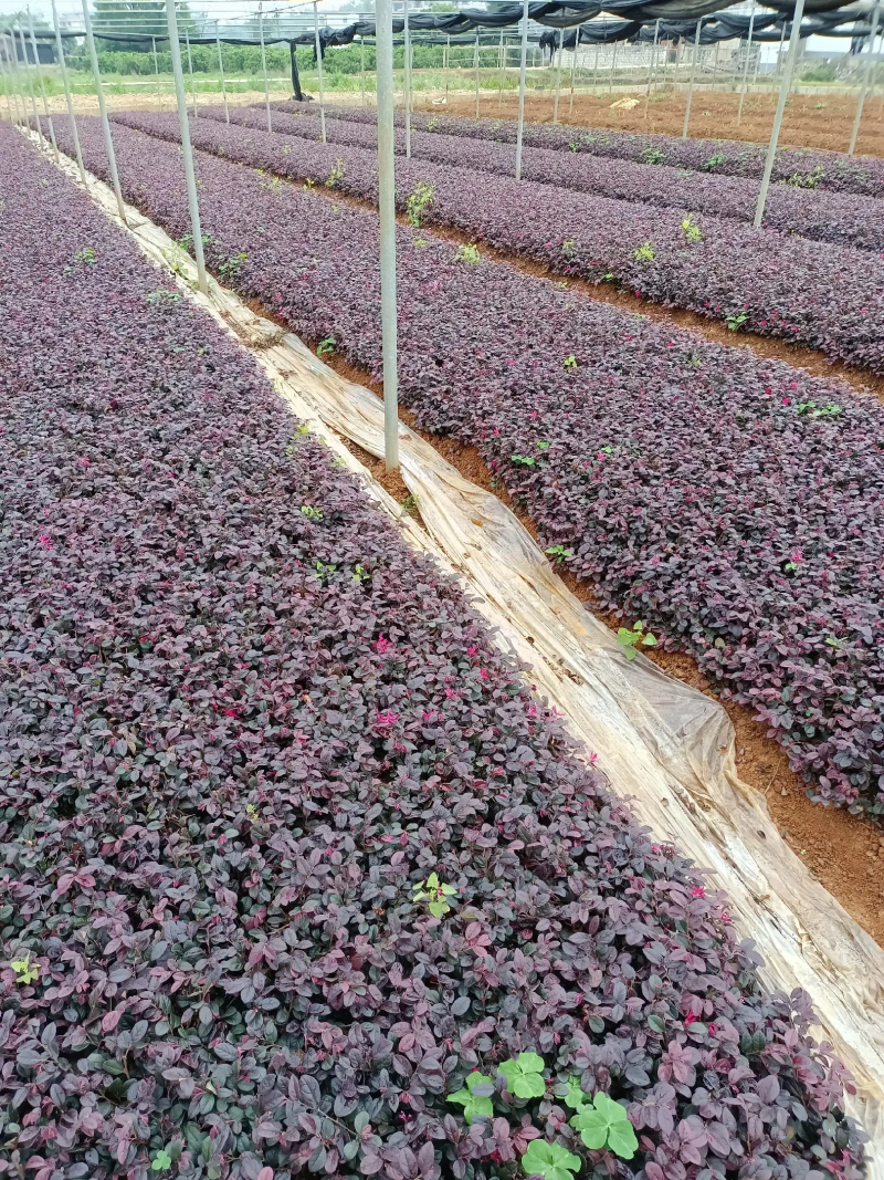 广西万亩基地红花继木芽苗全国走货价格详聊欢迎来电联系