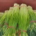蒜苔白帽蒜苔产区直发保质保量代发全国