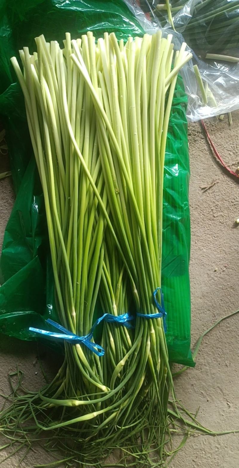 蒜苔白帽蒜苔产区直发保质保量代发全国