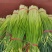 蒜苔白帽蒜苔全国发货常年供应保质保量欢迎采购