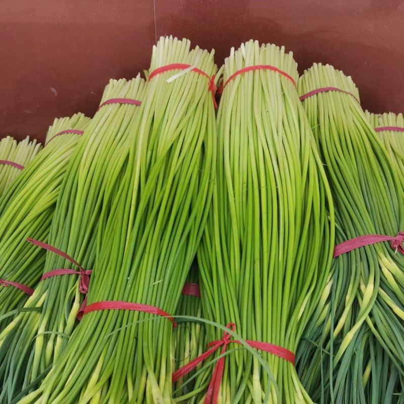 蒜苔白帽蒜苔全国发货常年供应保质保量欢迎采购