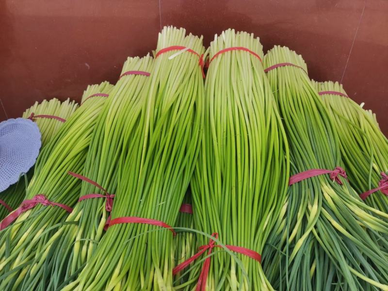 蒜苔白帽蒜苔全国发货常年供应保质保量欢迎采购