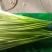 蒜苔白帽蒜苔全国发货常年供应保质保量欢迎采购