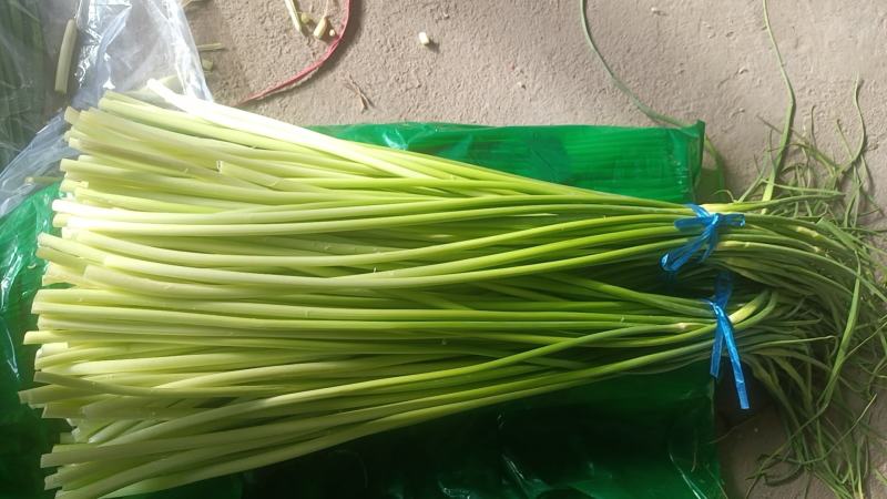 蒜苔白帽蒜苔全国发货常年供应保质保量欢迎采购