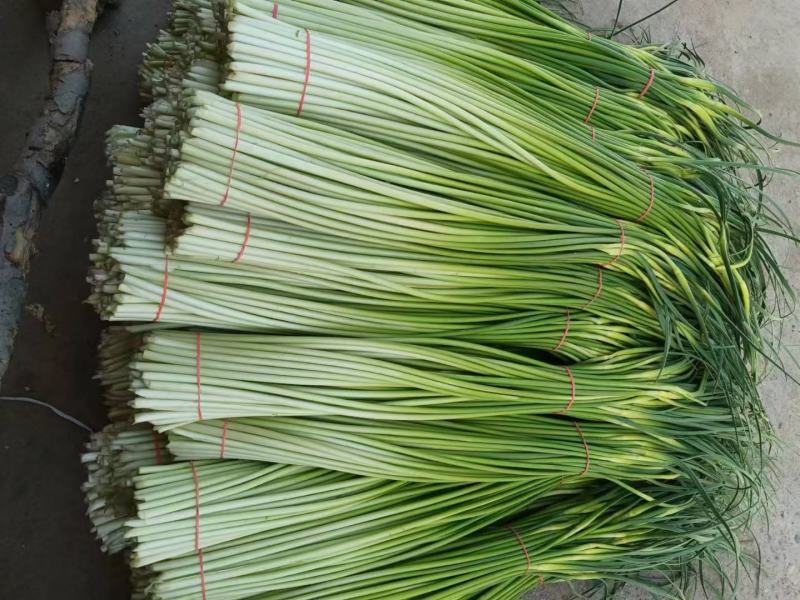 蒜苔白帽蒜苔全国发货常年供应保质保量欢迎采购