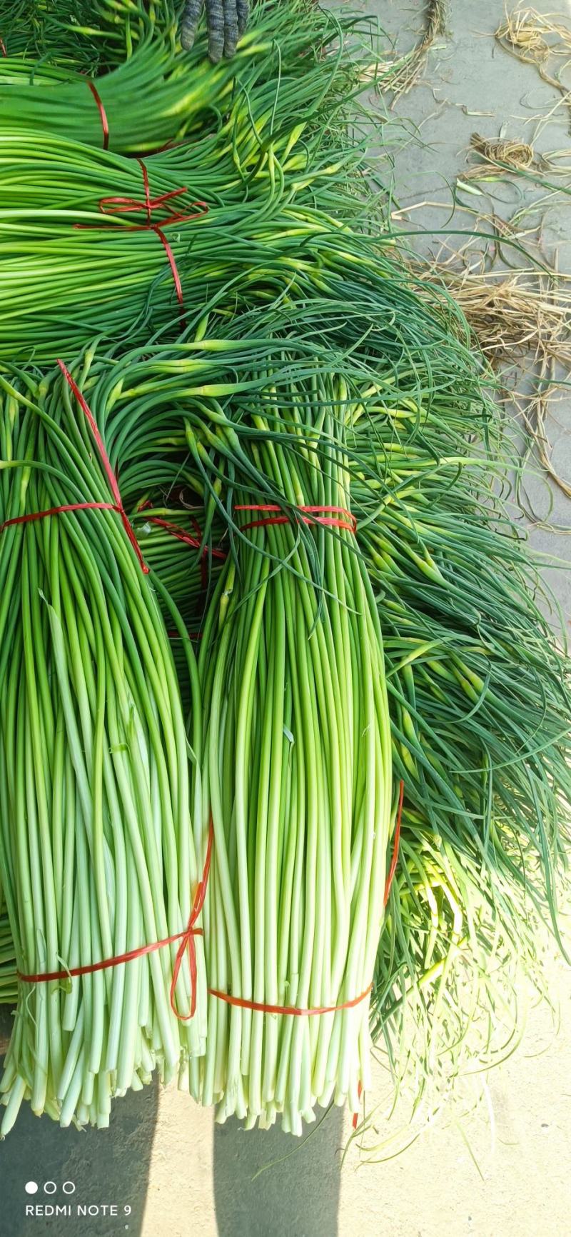 蒜苔白帽蒜苔全国发货常年供应保质保量欢迎采购